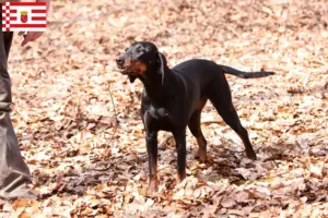 Read more about the article Brandlbracke breeders and puppies in Bremen