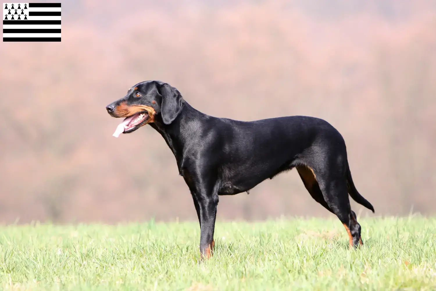 Read more about the article Brandlbracke breeders and puppies in Brittany