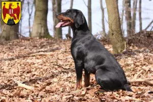 Read more about the article Brandlbracke breeders and puppies in Burgenland
