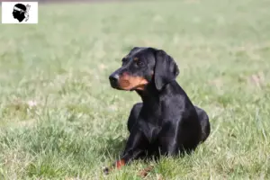 Read more about the article Brandlbracke breeders and puppies in Corsica