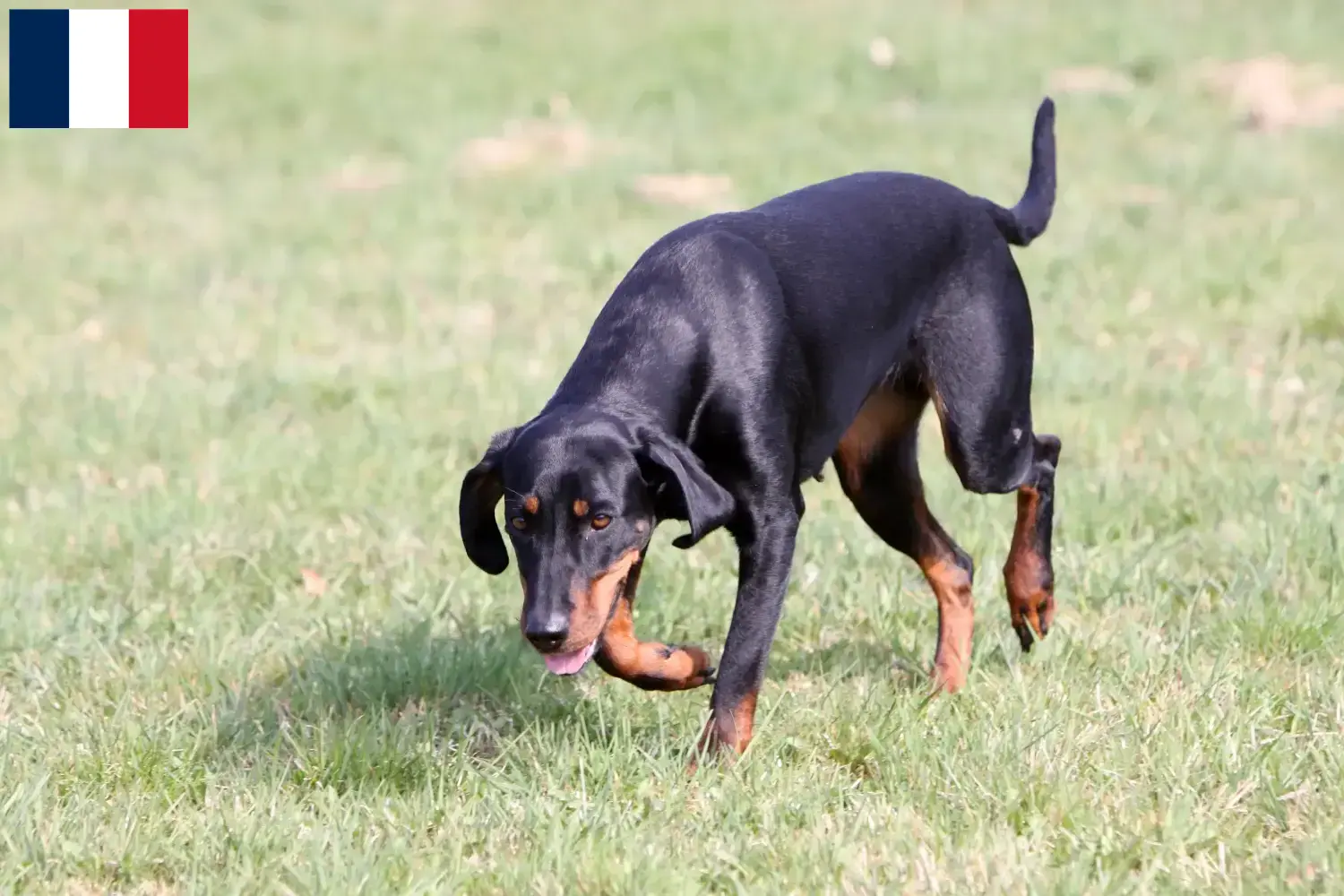Read more about the article Brandlbracke breeders and puppies in France