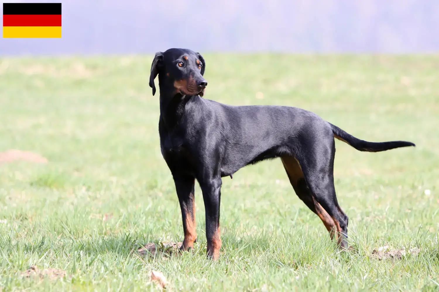 Read more about the article Brandlbracke breeders and puppies in Germany