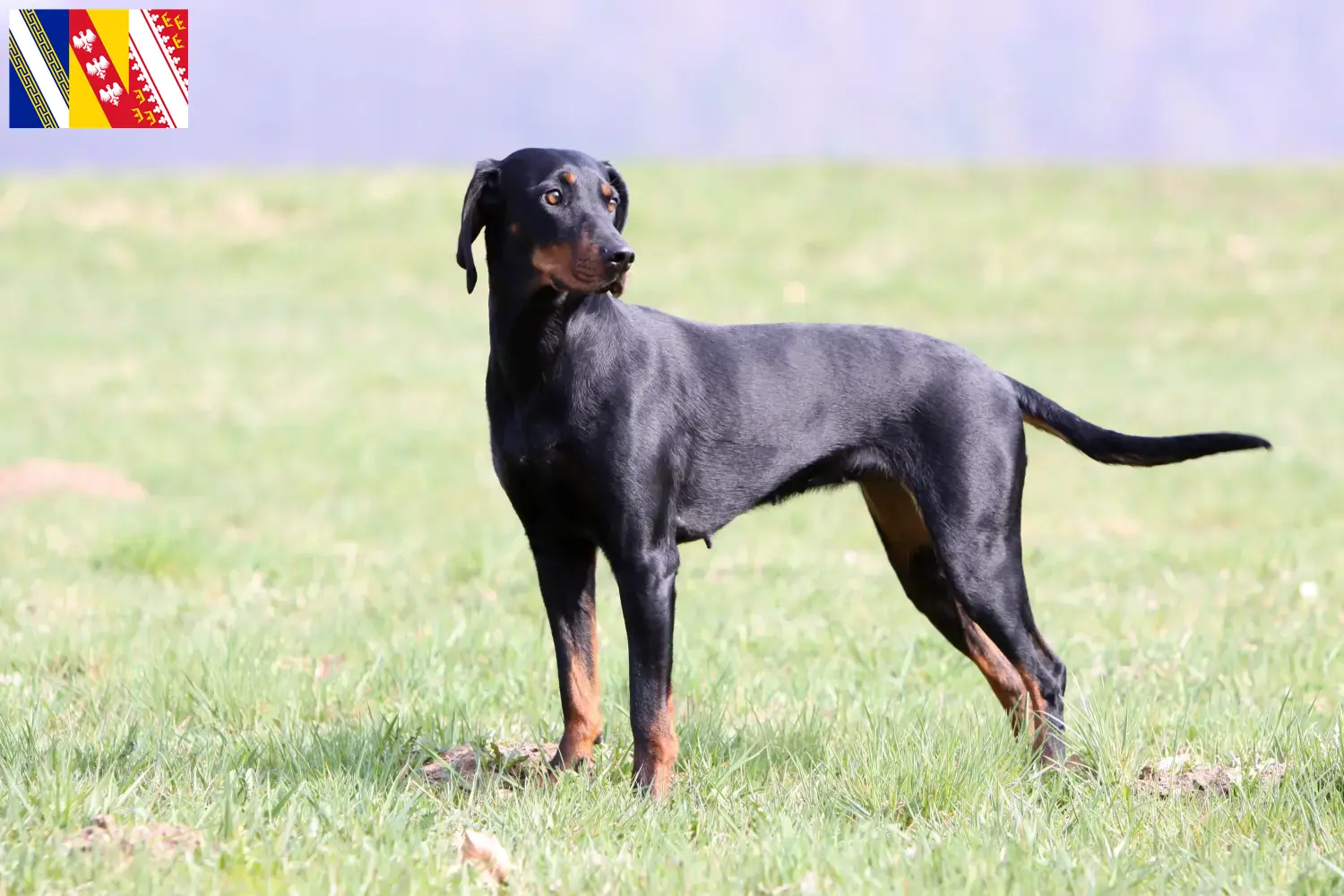 Brandlbracke puppies and breeder Grand Est Here you can find Brandlbracken breeders in Grand Est.