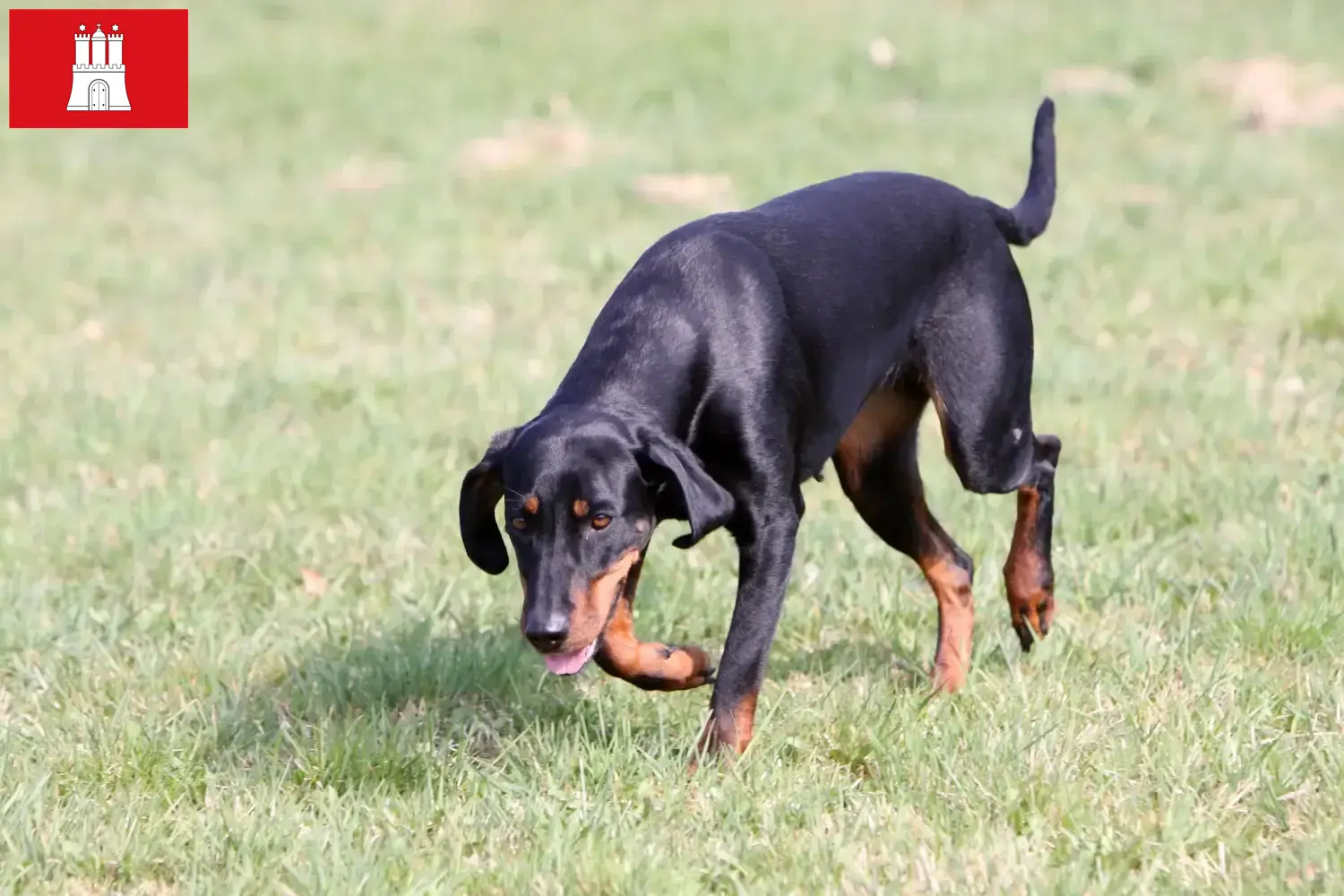 Brandlbracke puppies and breeders Hamburg Here you can find Brandlbracken breeders in Hamburg.