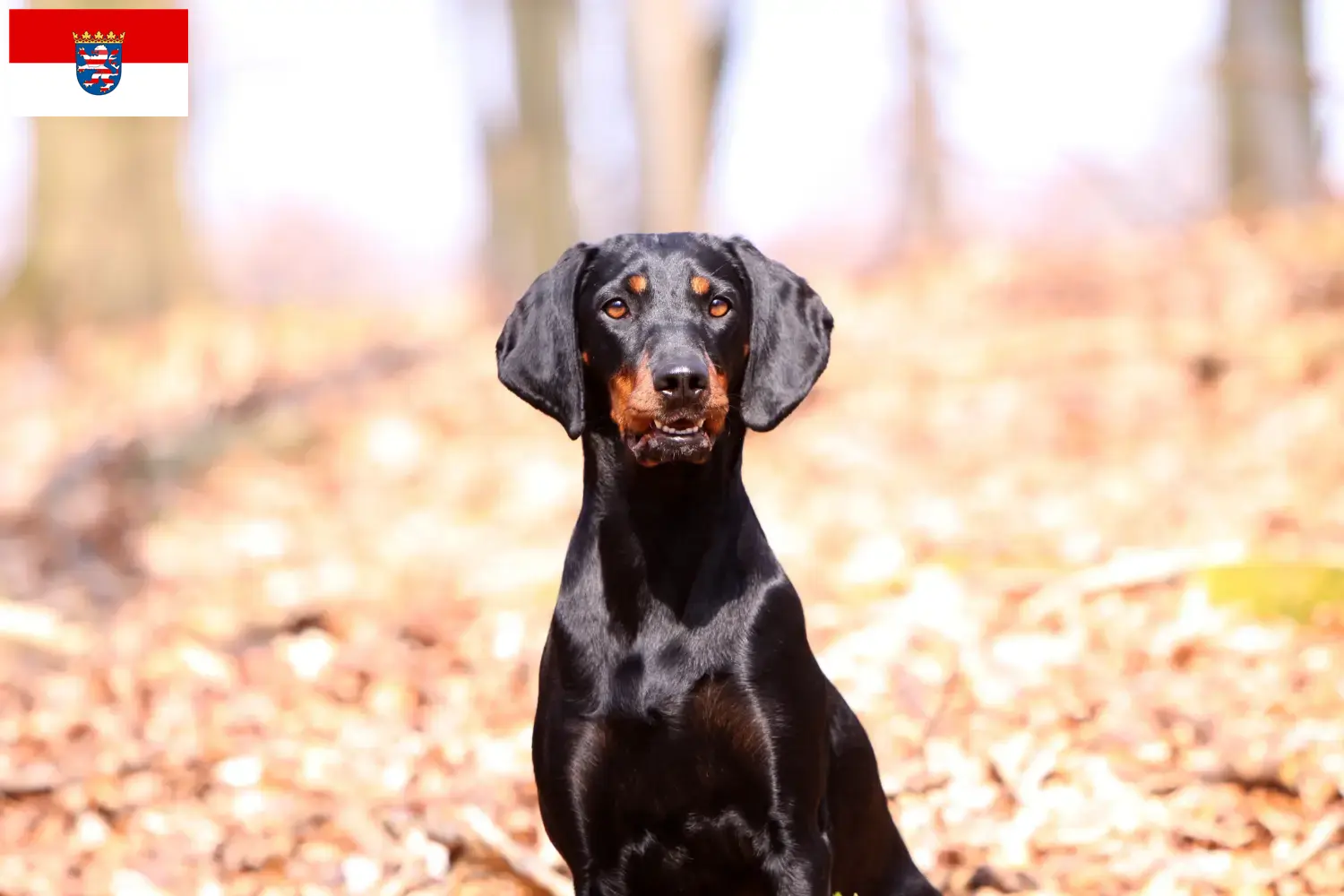 Brandlbracke puppies and breeders Hessen Here you can find Brandlbracken breeders in Hessen.