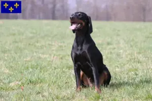 Read more about the article Brandlbracke breeders and puppies in Île-de-France