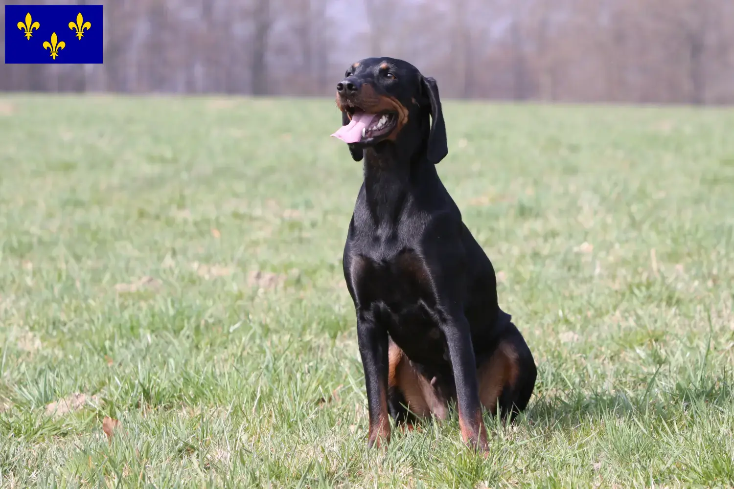 Read more about the article Brandlbracke breeders and puppies in Île-de-France