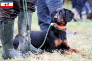 Read more about the article Brandlbracke breeders and puppies in Mecklenburg-Vorpommern