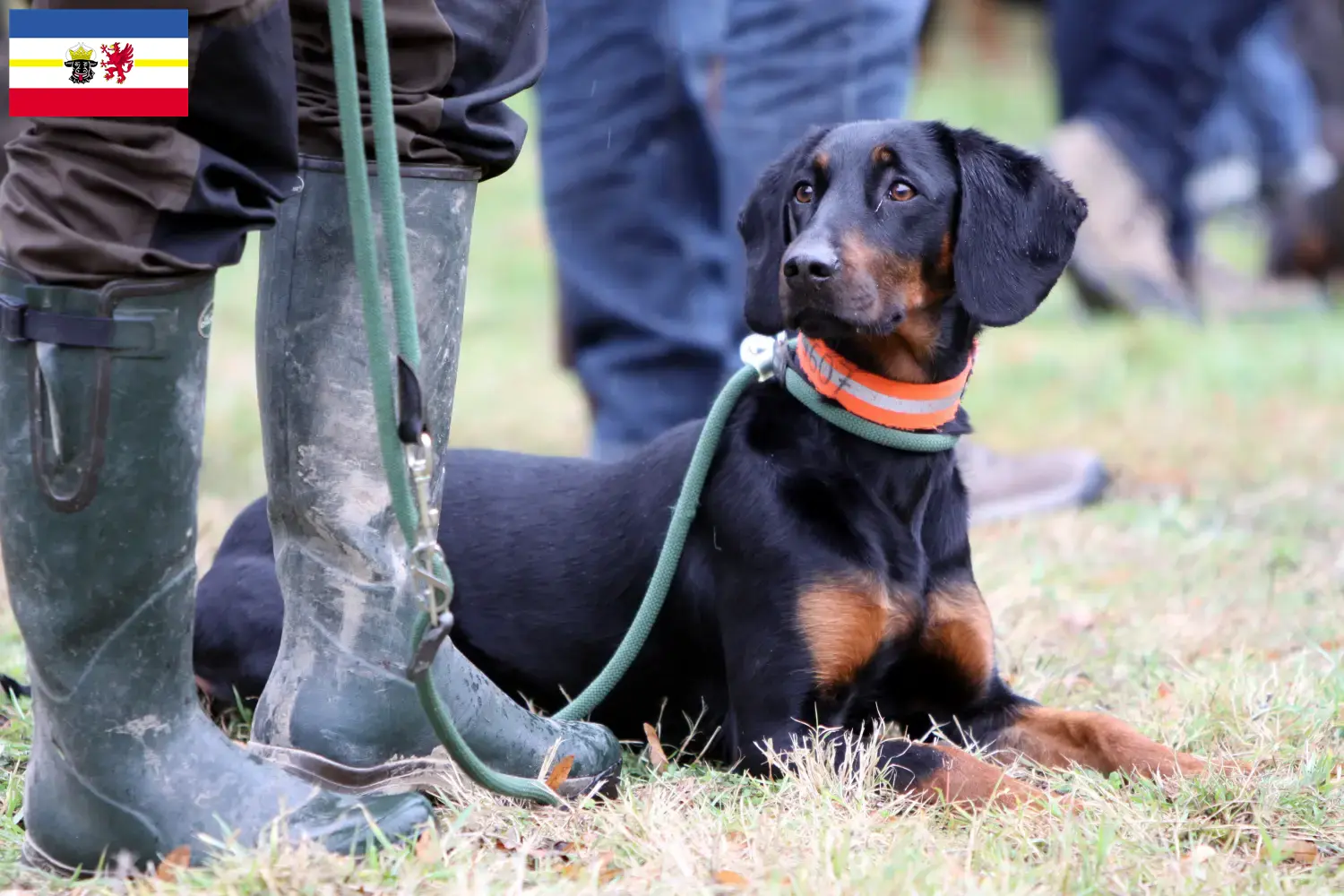 Brandlbracke puppies and breeders Mecklenburg-Vorpommern Here you can find Brandlbracken breeders in Mecklenburg-Vorpommern.
