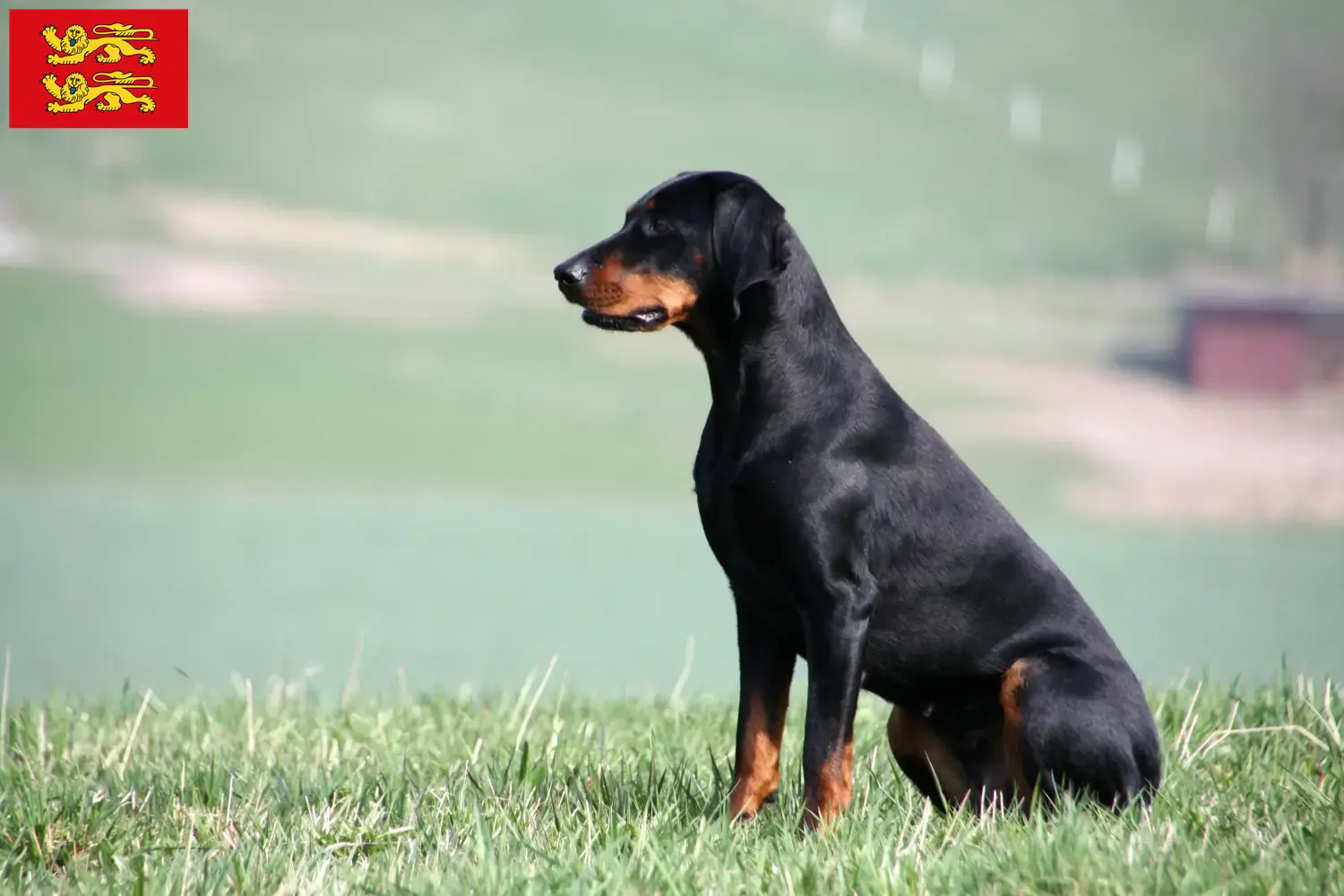 Brandlbracke puppies and breeder Normandy Here you can find Brandlbracken breeders in Normandy.
