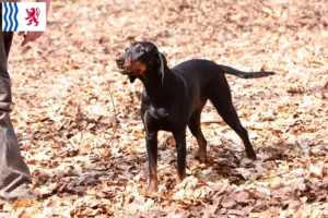Read more about the article Brandlbracke breeders and puppies in Nouvelle-Aquitaine
