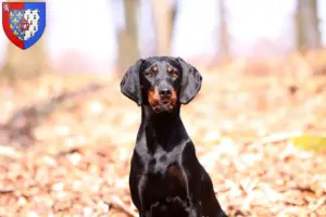 Read more about the article Brandlbracke breeders and puppies in Pays de la Loire