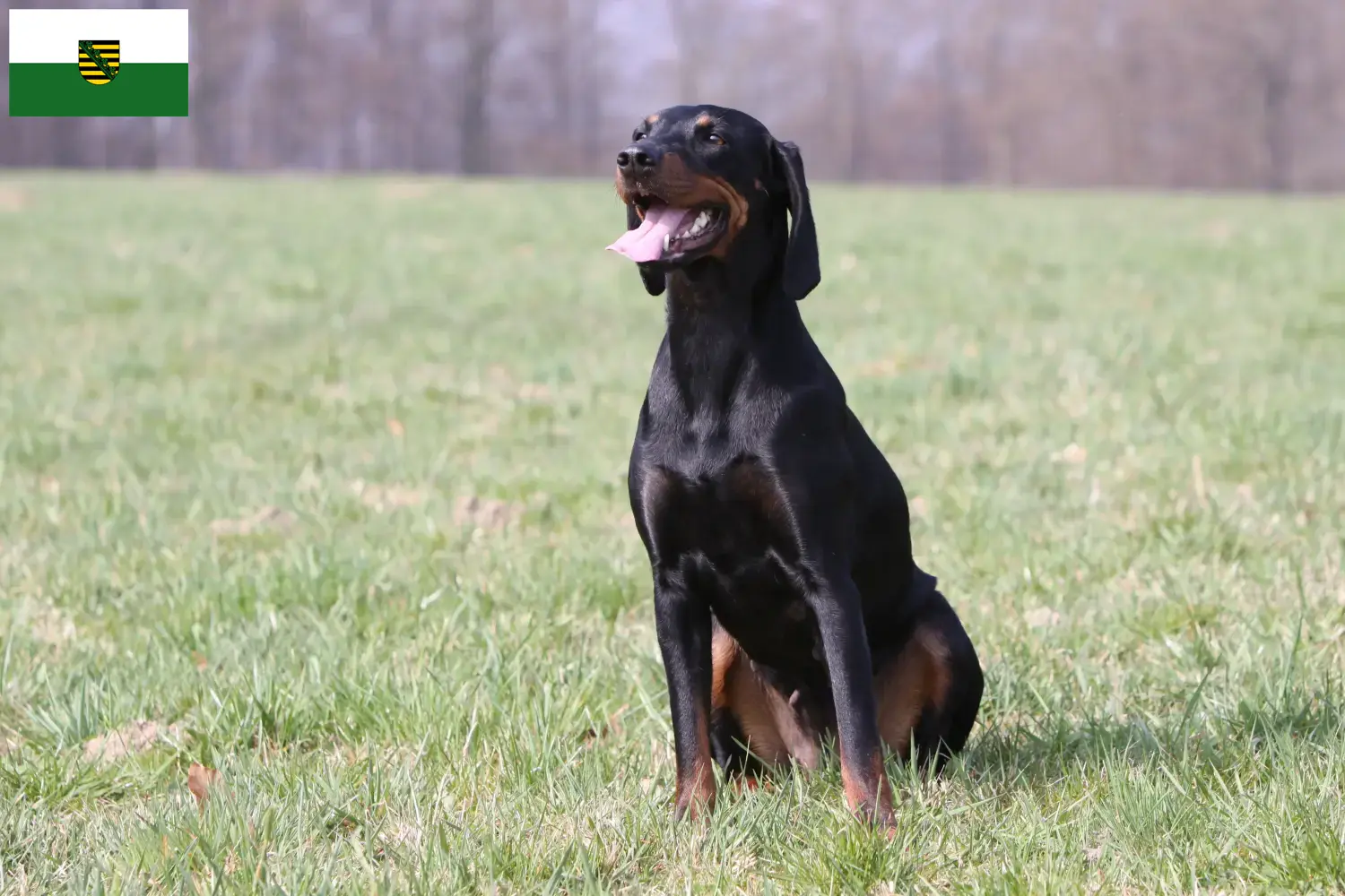 Read more about the article Brandlbracke breeders and puppies in Saxony
