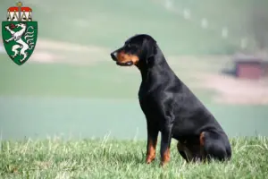 Read more about the article Brandlbracke breeders and puppies in Styria
