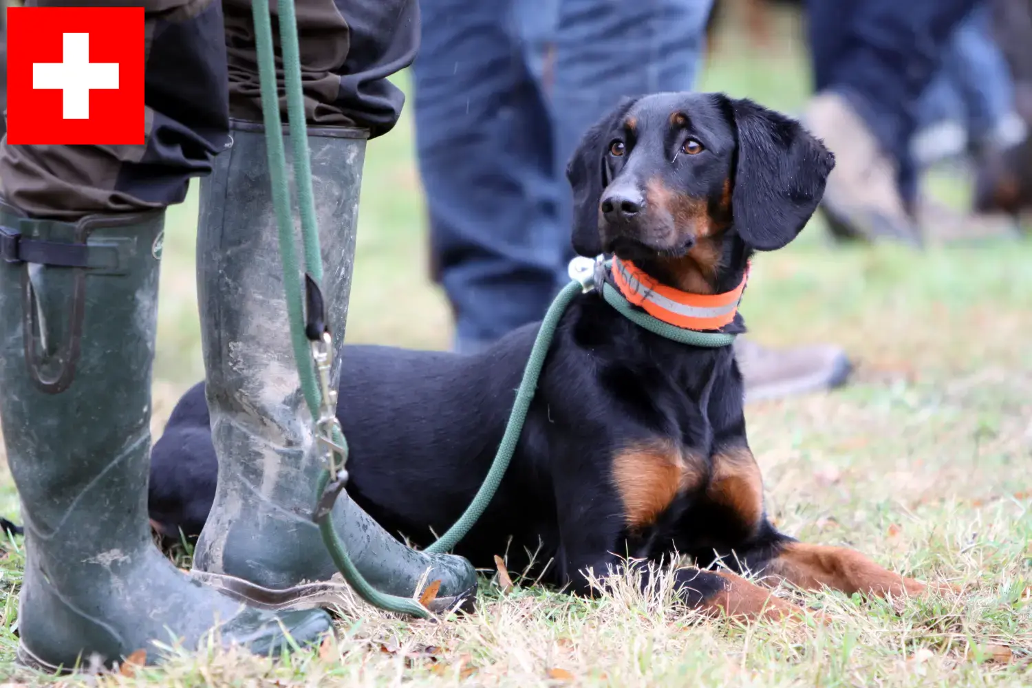Read more about the article Brandlbracke breeders and puppies in Switzerland
