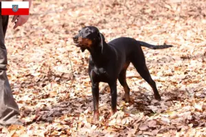 Read more about the article Brandlbracke breeders and puppies in Thuringia