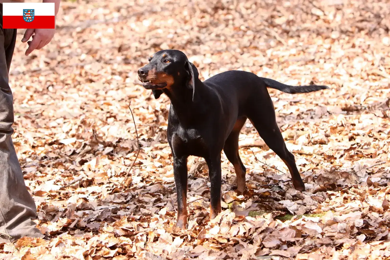 Read more about the article Brandlbracke breeders and puppies in Thuringia