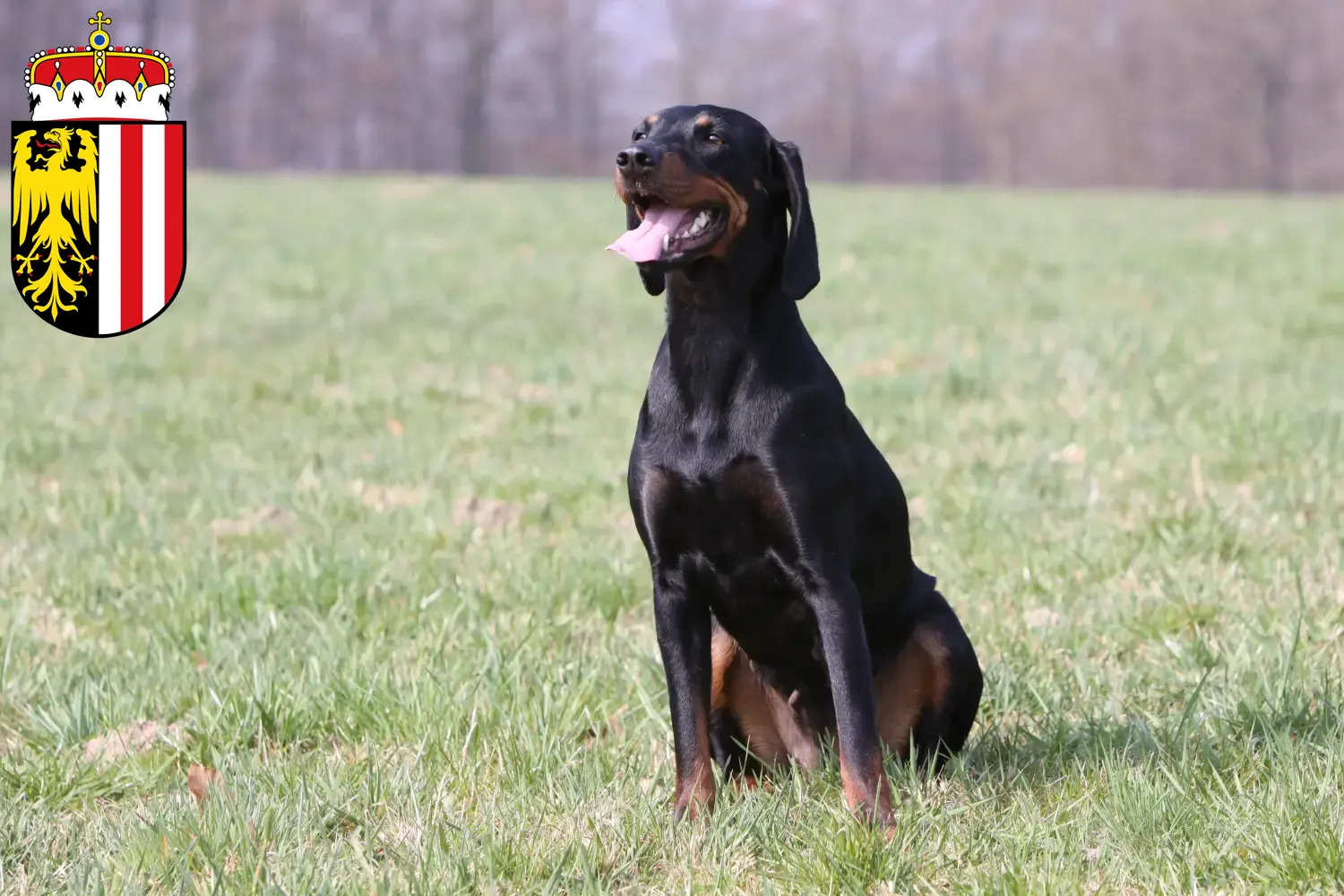 Read more about the article Brandlbracke breeders and puppies in Upper Austria