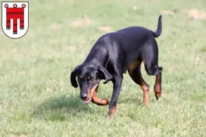 Read more about the article Brandlbracke breeders and puppies in Vorarlberg