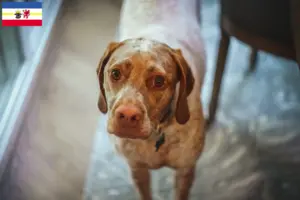 Read more about the article Braque du Bourbonnais breeders and puppies in Mecklenburg-Vorpommern