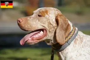 Read more about the article Braque du Bourbonnais breeders and puppies in Saarland