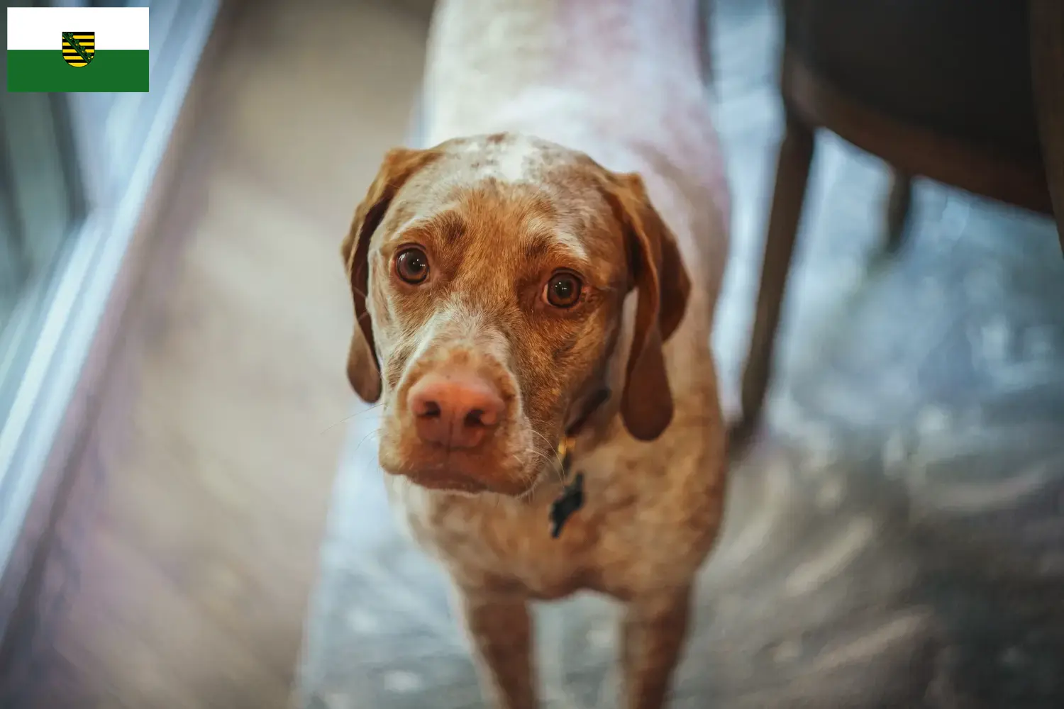 Braque du Bourbonnais puppies and breeders Saxony Here you will find Braque du Bourbonnais breeders in Saxony.