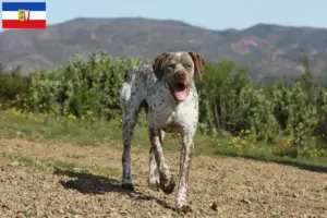Read more about the article Braque du Bourbonnais breeders and puppies in Schleswig-Holstein