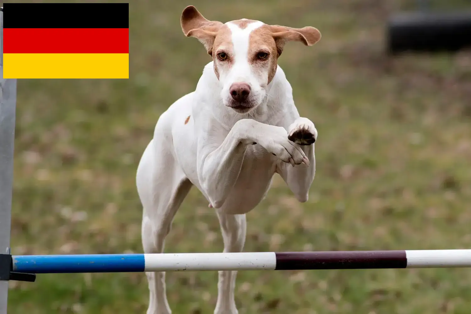 Read more about the article Braque Saint-Germain breeders and puppies in Germany