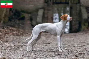 Read more about the article Braque Saint-Germain breeders and puppies in North Rhine-Westphalia