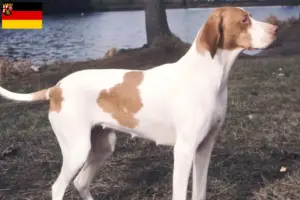 Read more about the article Braque Saint-Germain breeders and puppies in Rhineland-Palatinate