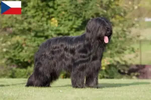 Read more about the article Briard breeders and puppies in the Czech Republic