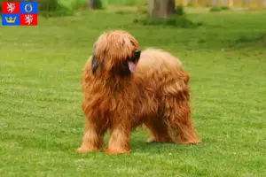 Read more about the article Briard breeders and puppies in Hradec Králové