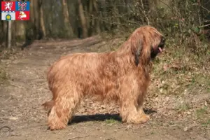 Read more about the article Briard breeders and puppies in Pardubice