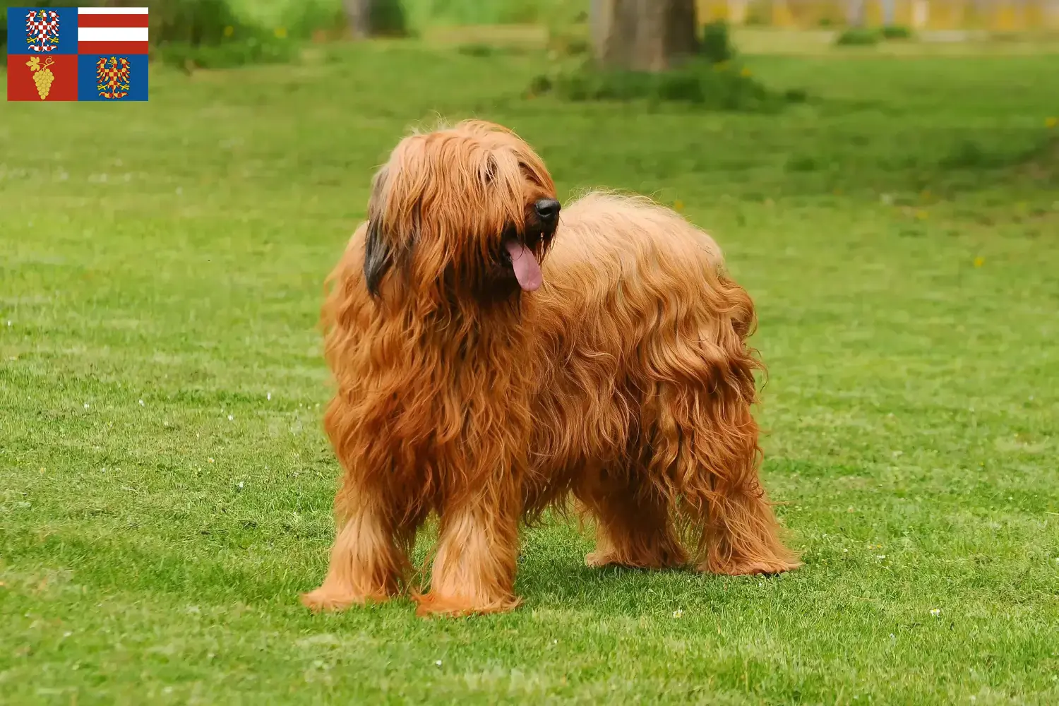 Read more about the article Briard breeders and puppies in South Moravia