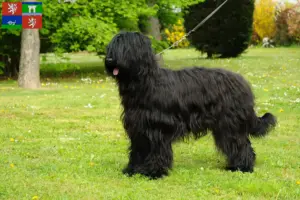 Read more about the article Briard breeders and puppies in Ústí