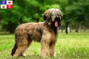Read more about the article Briard breeders and puppies in Vysočina