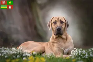 Read more about the article Broholm breeders and puppies in Pilsen