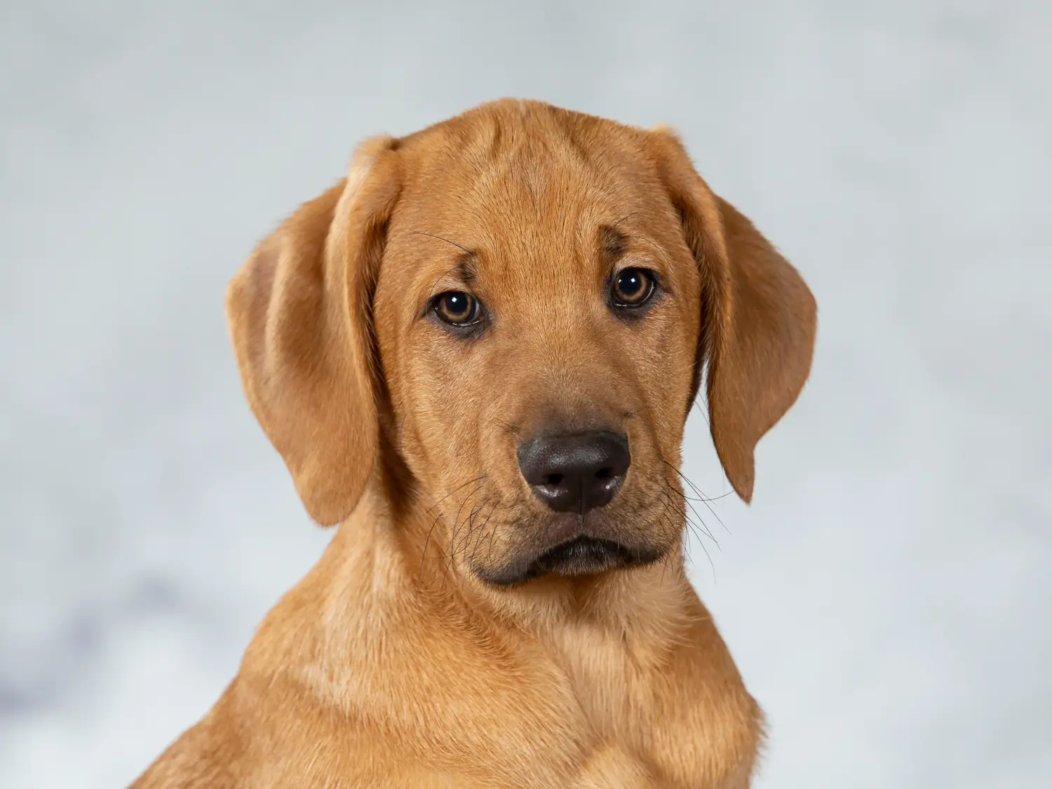 Buying a Broholmer puppy means taking responsibility! Buy Broholmer puppies.