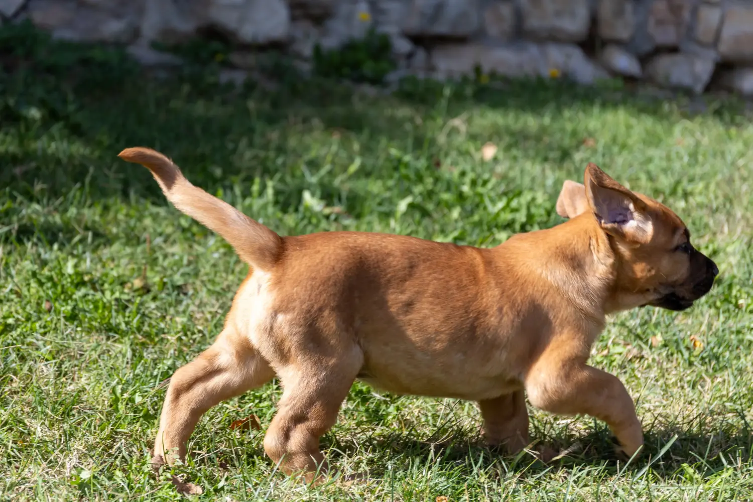 Buying a Broholmer puppy means taking responsibility! Buy Broholmer puppies.