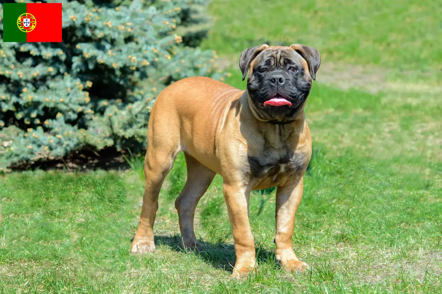 Read more about the article Bullmastiff breeders and puppies in Portugal