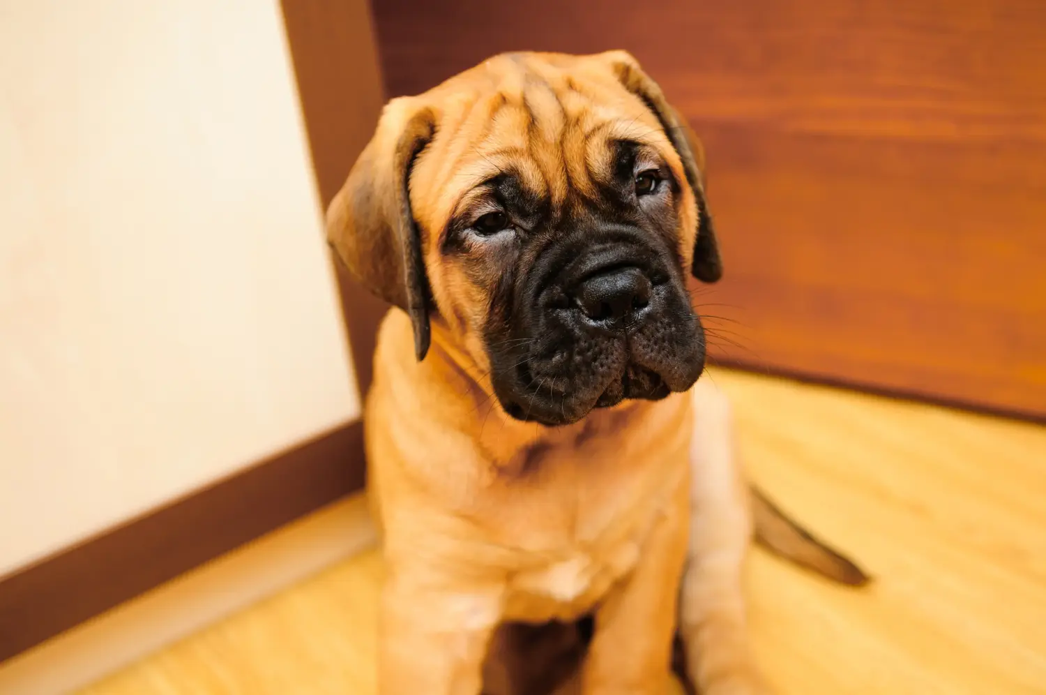 Buying a Bullmastiff puppy means taking responsibility! Buy Bullmastiff puppies.