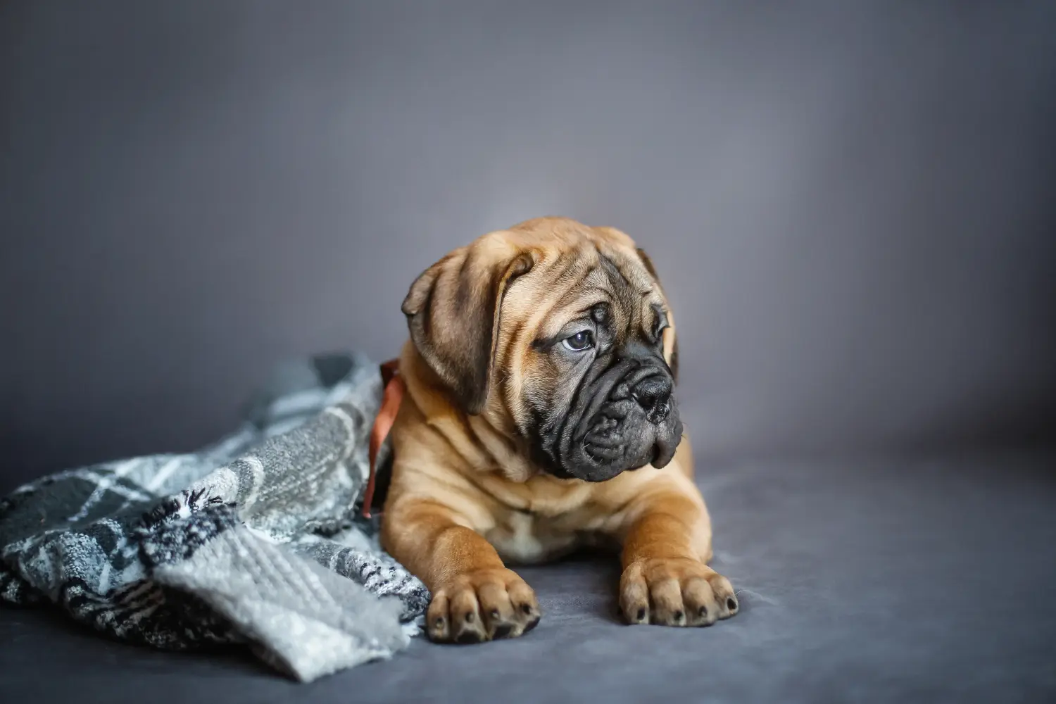 Buying a Bullmastiff puppy means taking responsibility! Buy Bullmastiff puppies.