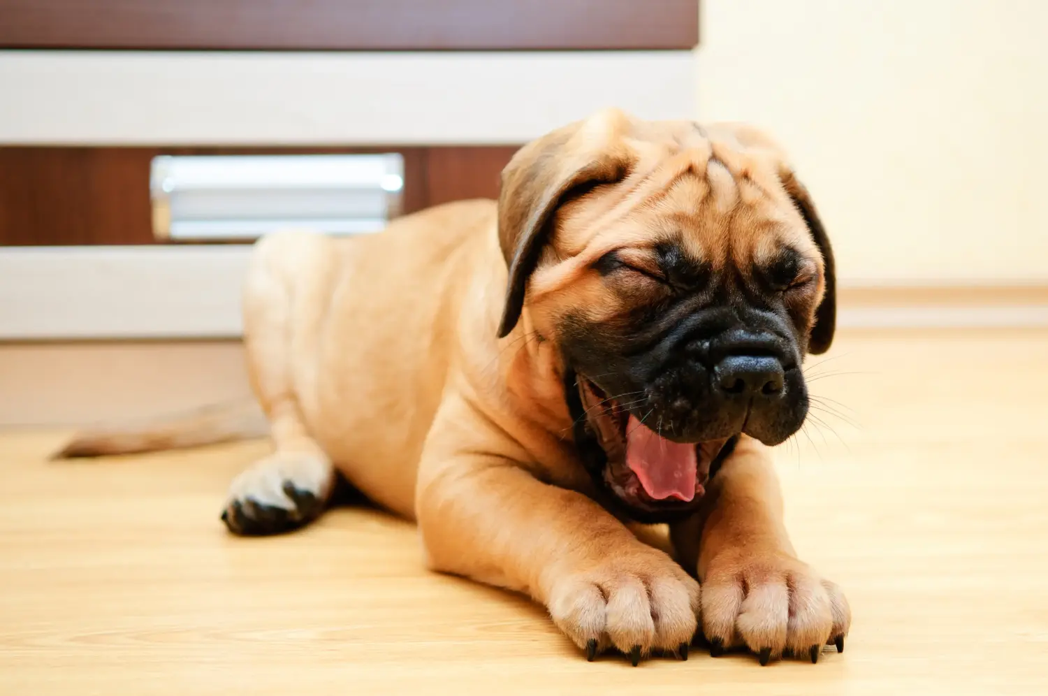 Buying a Bullmastiff puppy means taking responsibility! Buy Bullmastiff puppies.
