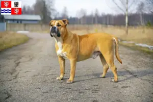 Read more about the article Ca de Bou breeders and puppies in Central Bohemia