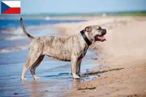 Read more about the article Ca de Bou breeders and puppies in the Czech Republic