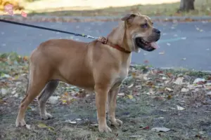 Read more about the article Ca de Bou breeders and puppies in Hovedstaden