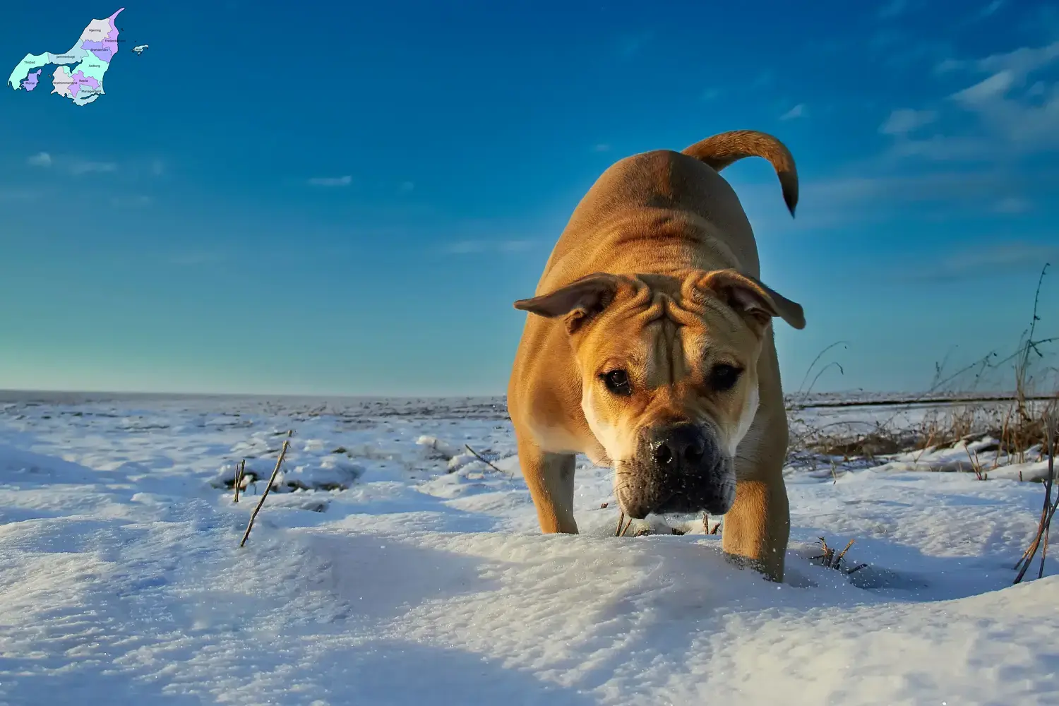 Ca de Bou puppies and breeders Nordjylland Here you can find Ca de Bous breeders in Nordjylland.