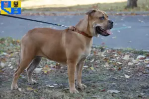 Read more about the article Ca de Bou breeders and puppies in Olomouc