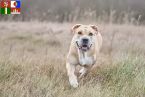 Read more about the article Ca de Bou breeders and puppies in South Bohemia