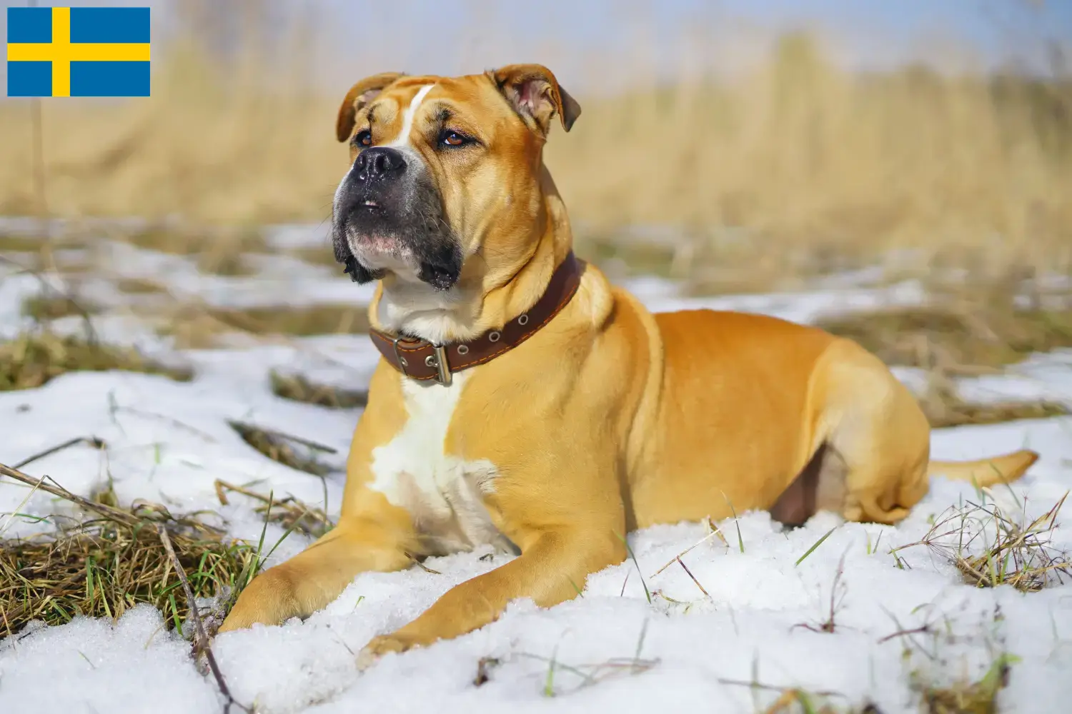 Ca de Bou puppies and breeders Sweden Here you can find Ca de Bous breeders in Sweden.